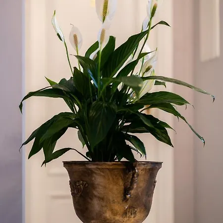 Hotel apartamentowy Krakowska 4*