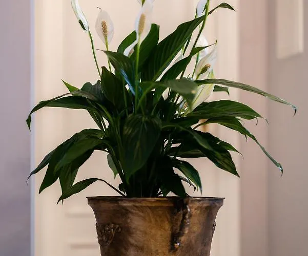 Aparthotel Krakowska 4*